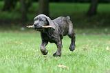 CANE CORSO 1235